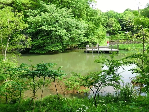�_�ސ쌧���l�s�s�}�抝�P���1���ڂ̒��Ã}���V�����̎��ӊ�