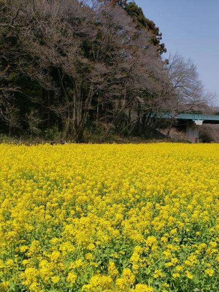 �_�ސ쌧���l�s��������2���ڂ̓y�n�̎��ӊ�